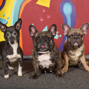 Fundraising Page: WENDY SMIGIELSKI